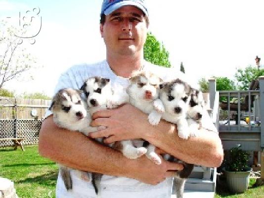 PoulaTo: Αξιολάτρευτο μεγαλόσωμος κουτάβια, παιχνιδιάρικο Σιβηρίας μεγαλόσωμος προς πώληση, κατοικίδιο ζώο μεγαλόσωμος κουτάβια.